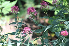 Centranthus ruber