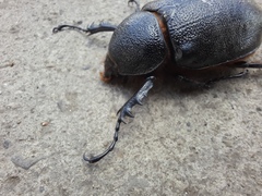 Scarabaeidae