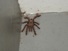 Avicularia rufa