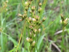 Juncus dudleyi