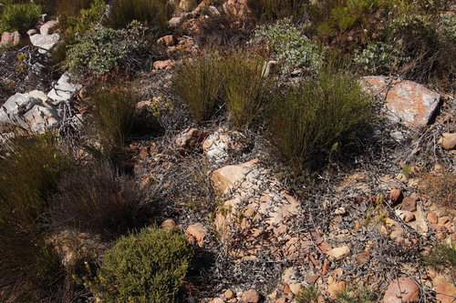 Image of Leucospermum cordatum by (c) Tony Rebelo, some rights reserved (CC BY-SA)