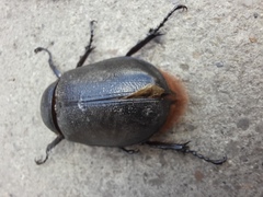 Scarabaeidae