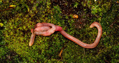 Dendrobaena veneta