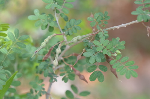 Image of Coursetia axillaris by no rights reserved