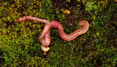 Dendrobaena veneta