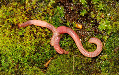 Dendrobaena veneta