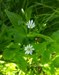 Stellaria neglecta