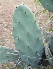 Opuntia quimilo