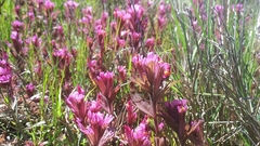 Castilleja ambigua humboldtiensis