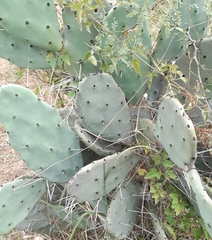 Opuntia quimilo