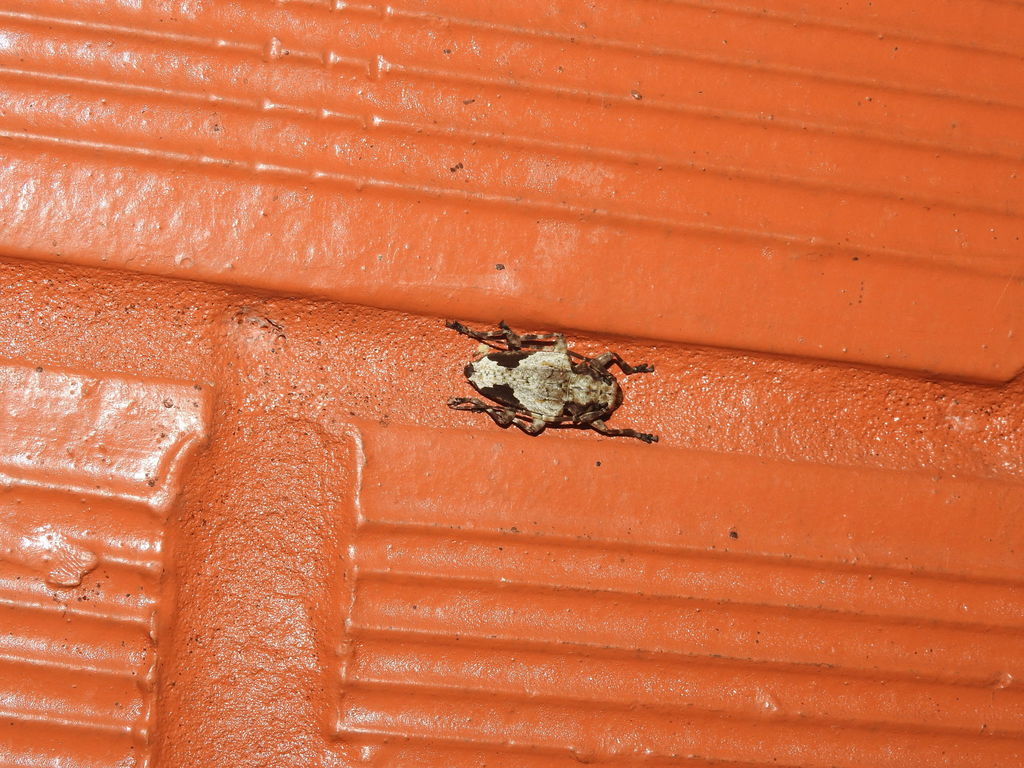 Aegomorphus satellinus