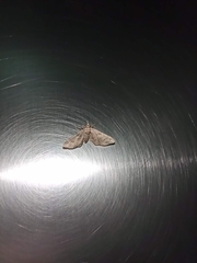 Geometridae