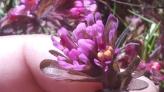 Castilleja ambigua humboldtiensis