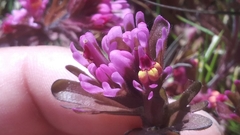 Castilleja ambigua humboldtiensis