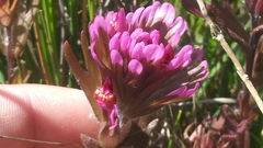 Castilleja ambigua humboldtiensis