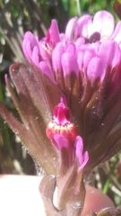 Castilleja ambigua humboldtiensis