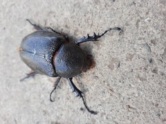 Scarabaeidae