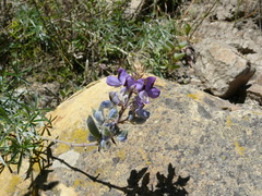 Lupinus altimontanus