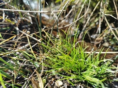 Isolepis setacea