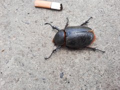 Scarabaeidae