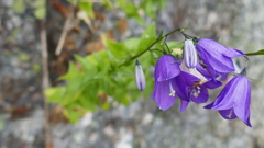 Campanula precatoria