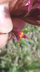 Castilleja ambigua humboldtiensis