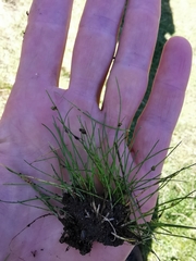 Isolepis setacea