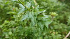 Campanula precatoria