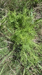 Achillea nobilis