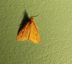 Udea ferrugalis