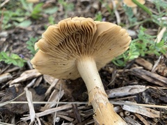 Agrocybe sororia