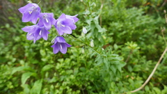Campanula precatoria