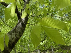 Fagus orientalis