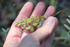 Astragalus douglasii parishii