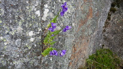Campanula precatoria