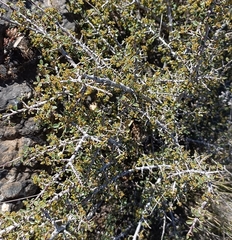 Rhamnus myrtifolia