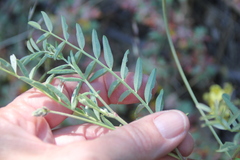 Astragalus douglasii parishii