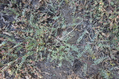 Astragalus douglasii parishii