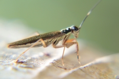 Mantoida maya