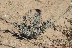 Dimorphocarpa wislizeni