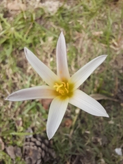 Zephyranthes mesochloa