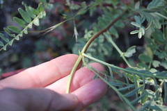 Astragalus douglasii parishii