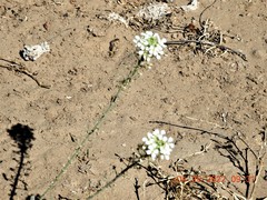 Dimorphocarpa wislizeni