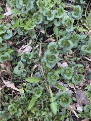 Glechoma hederacea