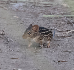 Lemniscomys striatus