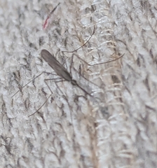 Anopheles plumbeus