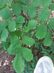 Cladrastis kentukea