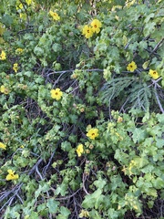Hibiscus brackenridgei