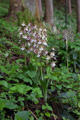 Calanthe discolor