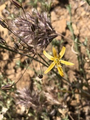 Bloomeria crocea aurea